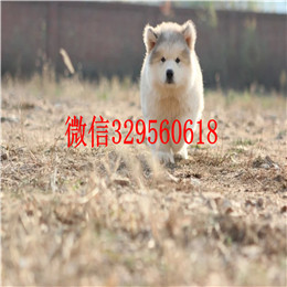 铁岭出售纯种阿拉斯加白色阿拉斯加多少钱阿拉