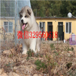 潍坊哪里出售的阿拉斯加好黑色阿拉斯加多少钱