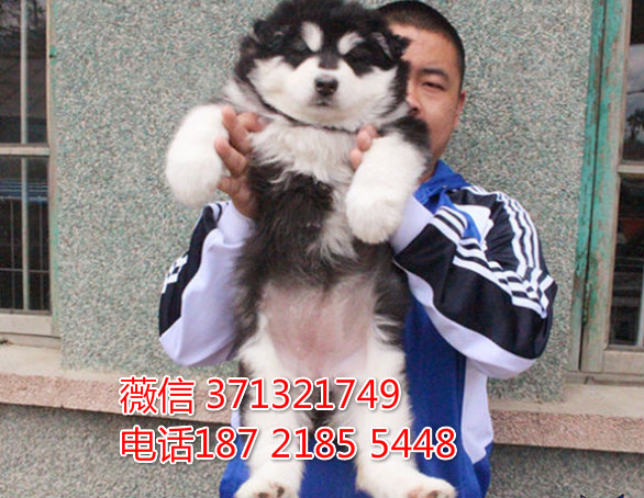阿拉斯加犬出售太原犬舍本地一窝灰色阿拉斯加犬狗狗 雪橇犬