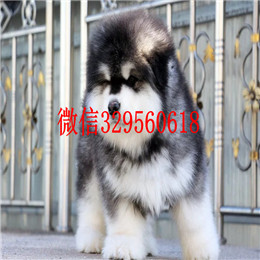  驻马店哪里有纯种阿拉斯加卖巨型阿拉斯加多少钱红色阿拉斯加阿拉斯加犬舍