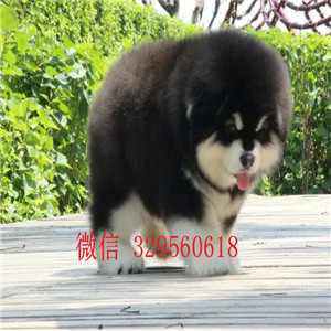  潍坊哪里有熊版阿拉斯加卖熊版阿拉斯加多少