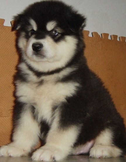 怒江六库买阿拉斯加 狗场出售漂亮阿拉欢迎选