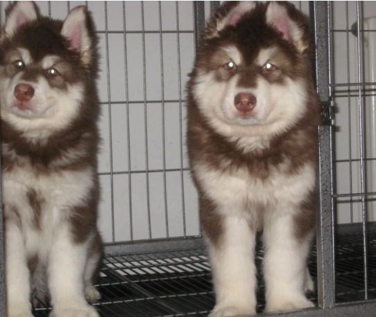 楚雄卖宠物狗的地方 楚雄买纯种阿拉斯加