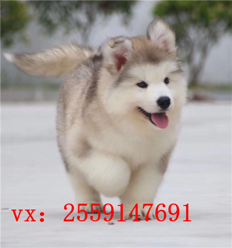 福州哪里卖巨型阿拉斯加 福州红色阿拉斯加价