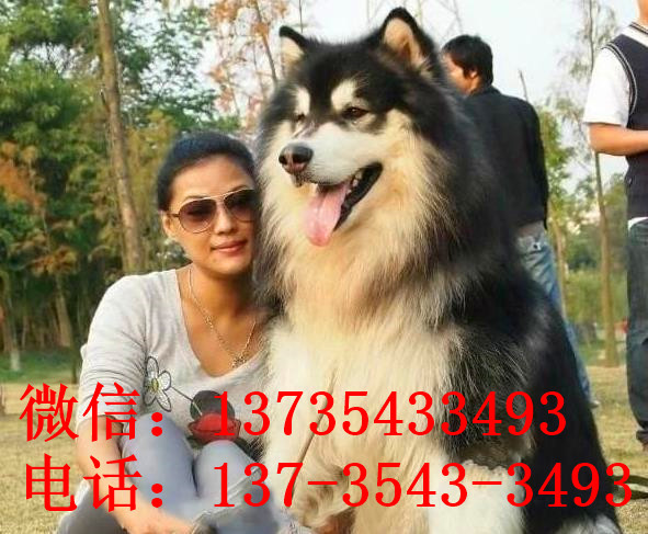 滨州阿拉斯加犬领养宠物狗出售狗市场在哪买狗