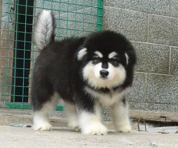 白山犬舍 宠物狗狗市场在哪 网上哪里有狗狗领