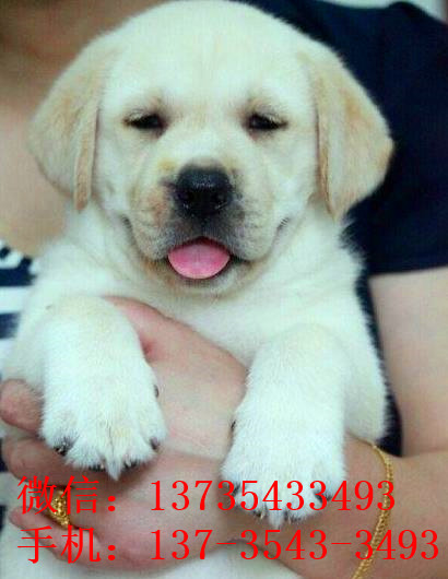 郑州犬舍狗出售纯种拉布拉多狗市场卖狗买狗在哪