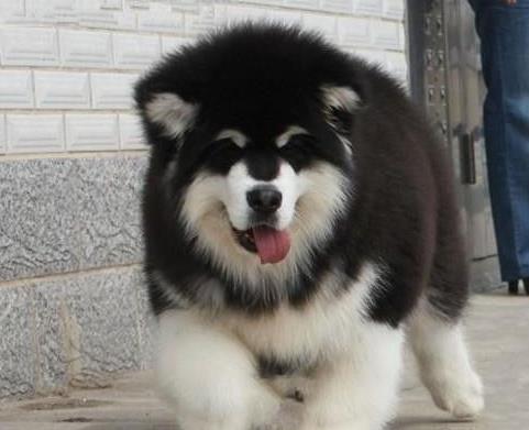 福州宠物狗狗出售纯种阿拉斯加犬幼犬领养犬舍