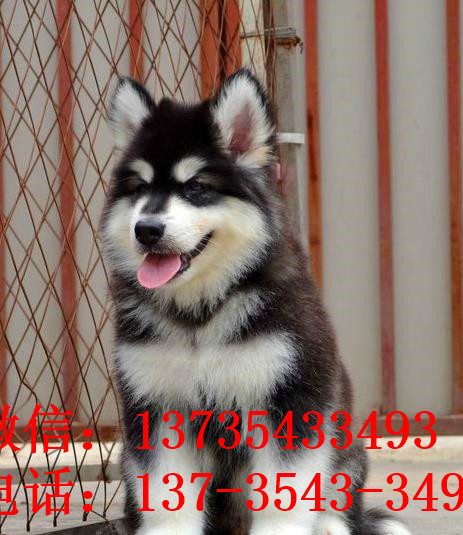梅州宠物狗狗犬舍出售阿拉斯加犬狗市场在哪买狗卖狗