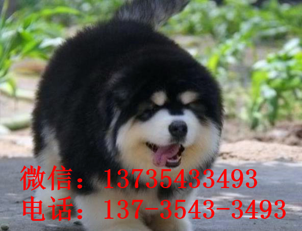 镇江宠物狗狗出售纯种阿拉斯加犬幼犬巨型熊版