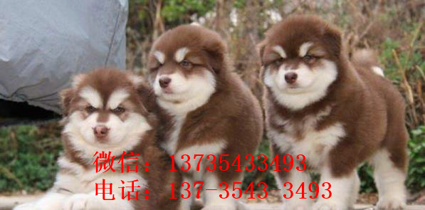 太原狗场犬舍哪里有卖狗买狗宠物狗市场领养阿拉斯加