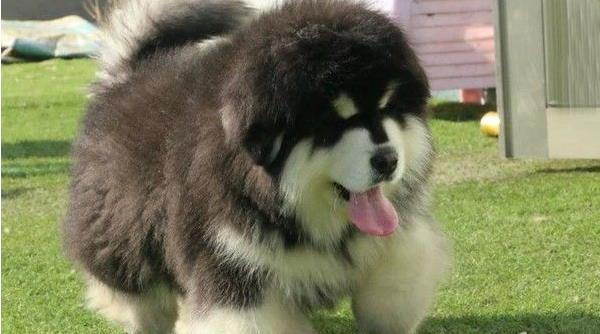 太原宠物狗狗出售纯种阿拉斯加犬幼犬领养犬舍