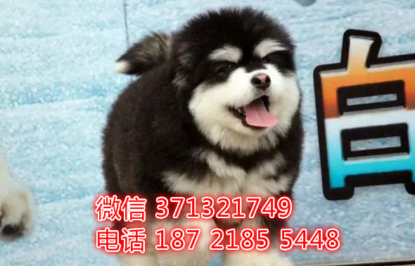 阿拉斯加出售雪橇犬包健康 疫苗本 血统都有特价