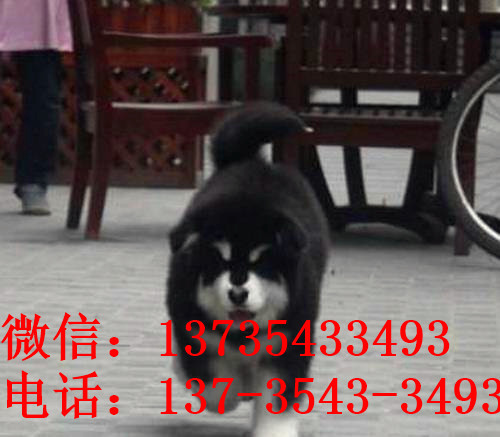 重庆宠物狗狗出售纯种阿拉斯加犬幼犬巨型熊版阿拉斯加幼犬