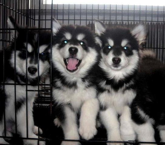 思茅哪里有养犬基地 思茅哪里卖纯种阿拉斯加