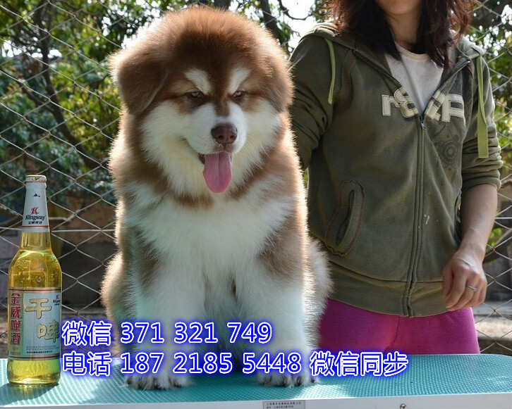中山 特价 阿拉斯加犬出售纯种幼犬 大型哈士奇雪橇犬
