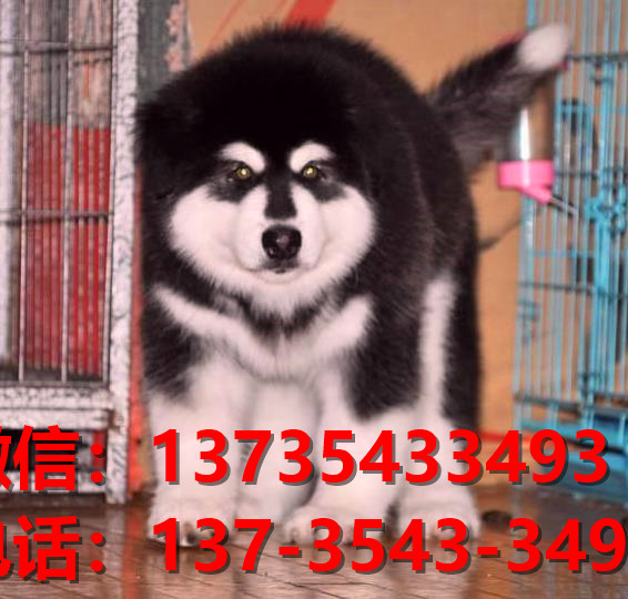 鹤岗犬舍 宠物狗狗市场在哪 网上哪里有狗狗领养阿拉斯加犬