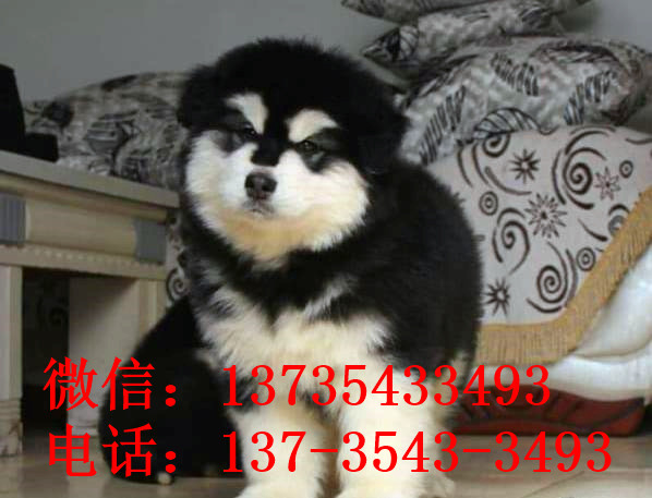 太原阿拉斯加犬舍出售纯种宠物狗幼犬 狗市买狗在哪里