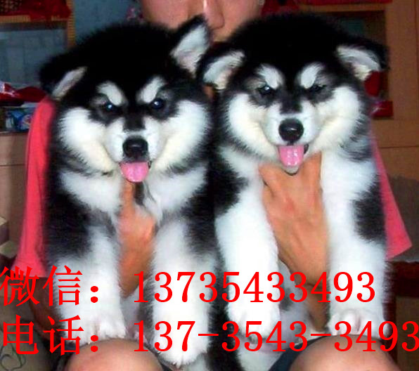 太原阿拉斯加犬舍出售纯种宠物狗幼犬 狗市买狗在哪里