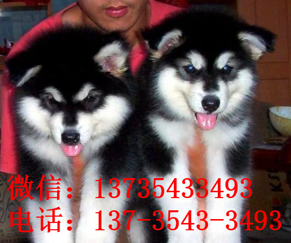 太原阿拉斯加犬舍出售纯种宠物狗幼犬 狗市买狗在哪里