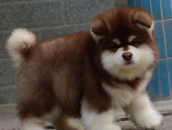 重庆宠物狗狗出售纯种阿拉斯加犬幼犬巨型熊版