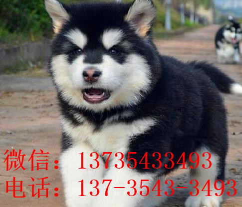 重庆犬舍出售纯种阿拉斯加雪橇犬幼犬领养狗狗
