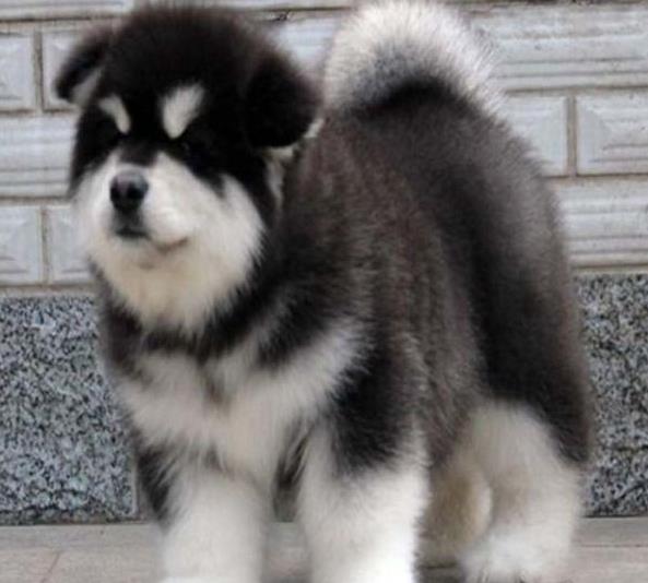 荆门宠物狗狗犬舍出售阿拉斯加犬狗市场在哪买