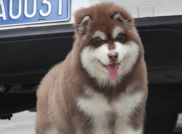 扬州宠物狗狗出售纯种阿拉斯加犬幼犬巨型熊版