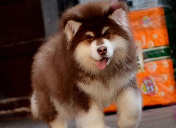 昭通宠物狗狗犬舍出售阿拉斯加犬狗市场在哪买