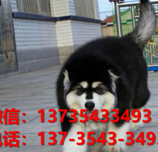 四平犬舍 宠物狗狗市场在哪 网上哪里有狗狗领养阿拉斯加犬
