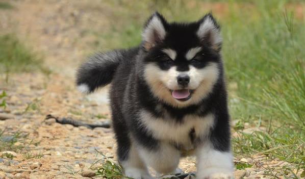 眉山犬舍出售纯种阿拉斯加犬 宠物狗市场在哪 