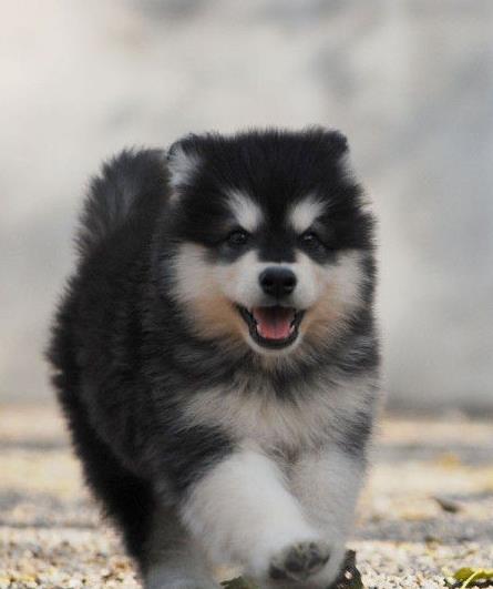 南充宠物狗狗犬舍出售阿拉斯加犬狗市场在哪买