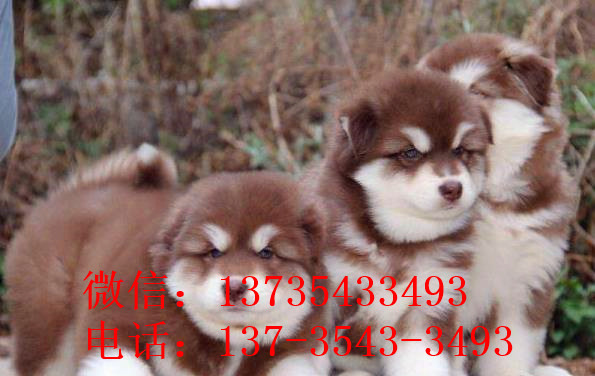 扬州宠物狗狗出售纯种阿拉斯加犬幼犬巨型熊版阿拉斯加幼犬