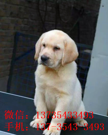 郑州犬舍狗出售纯种拉布拉多狗市场卖狗买狗在哪