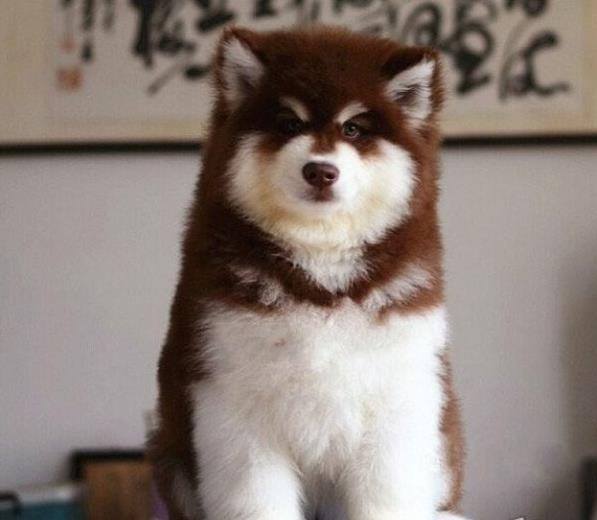 梅州宠物狗狗犬舍出售阿拉斯加犬狗市场在哪买