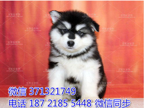 太原特惠阿拉斯加犬出售 太原犬舍狗场在哪里