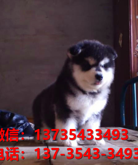 纯种阿拉斯加犬太原犬舍哪里有宠物狗出售哪里