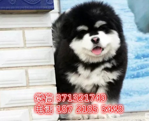 郑州狗狗 阿拉斯加犬出售纯种幼犬 郑州犬舍 