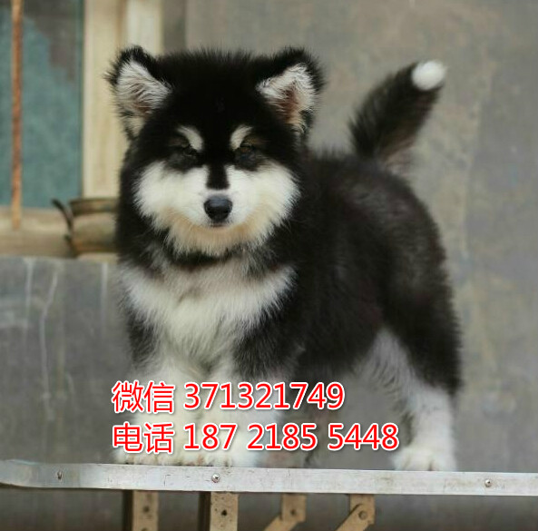 郑州宠物 阿拉斯加犬纯种幼犬 郑州狗场  特价宠物