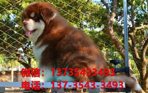 纯种阿拉斯加犬郑州犬舍哪里有宠物狗出售哪里有卖狗买狗市场