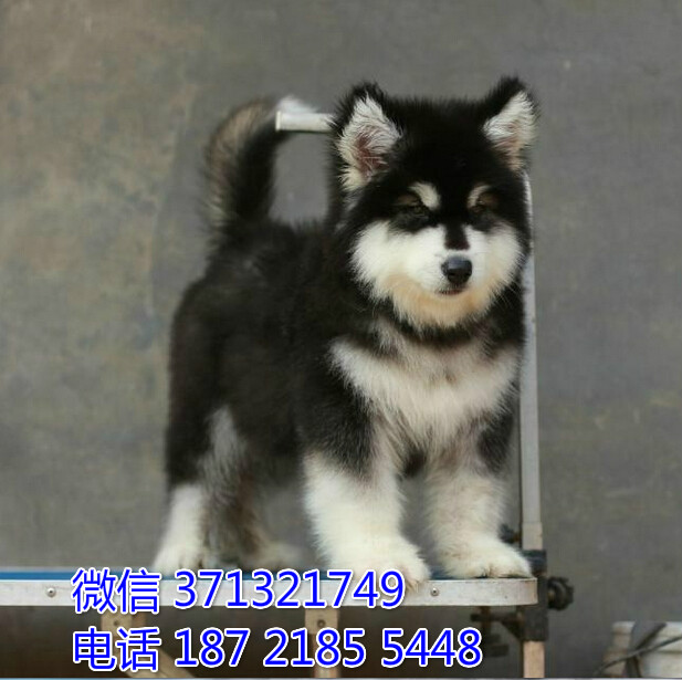 郑州宠物 阿拉斯加犬纯种幼犬 郑州狗场  特价
