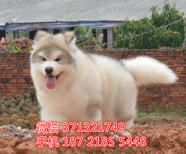 太原 阿拉斯加犬出售纯种幼犬 太原狗场繁殖太原犬舍