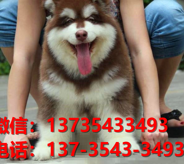 纯种阿拉斯加幼犬出售 郑州犬舍领养宠物狗狗市场在哪里买狗卖狗