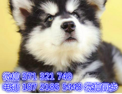 重庆宠物狗狗 阿拉斯加出售纯种 重庆狗狗 特价促销