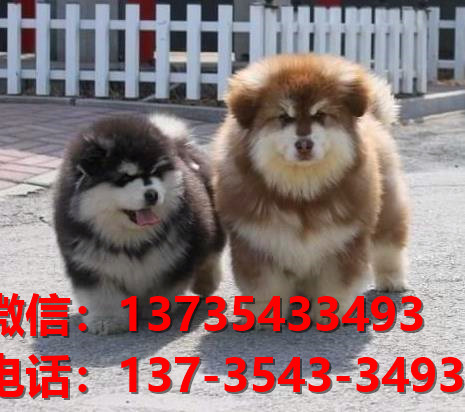 纯种阿拉斯加幼犬出售 郑州犬舍领养宠物狗狗市场在哪里买狗卖狗