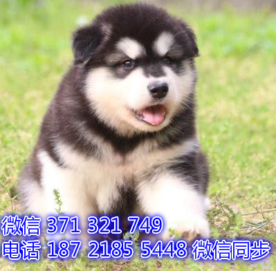 宠物狗狗阿拉斯加全国可以发货 犬舍繁殖 包健康勇