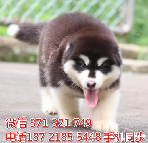 阿拉斯加幼犬出售纯种 狗场直销宠物 哪里有宠物狗狗僮