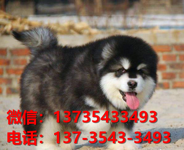 重庆附近哪里有狗市场犬舍在哪里卖狗地方买狗