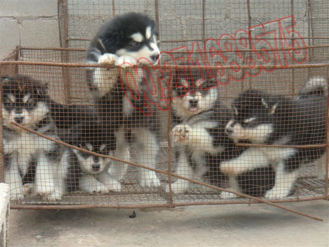 思茅卖狗正规的宠物店 云南哪里卖狗比较正规 