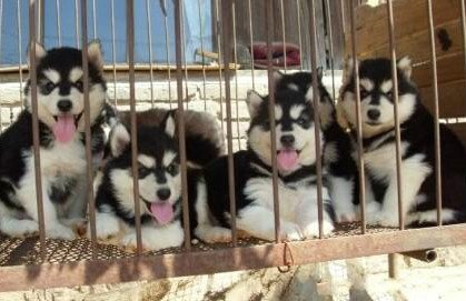兴仁县买宠物狗 犬场阿拉斯加小狗出售